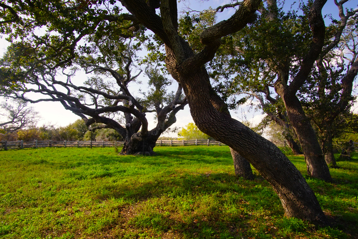 The Coastal Bend’s Quieter Shores