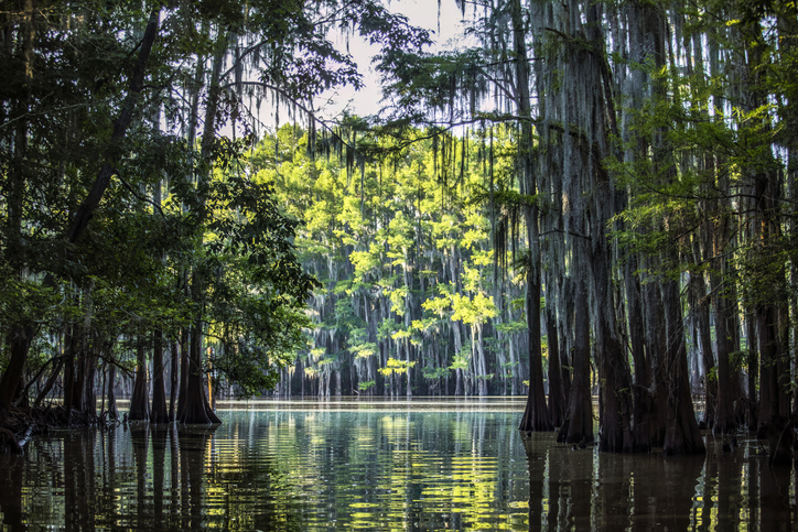 The Piney Woods
