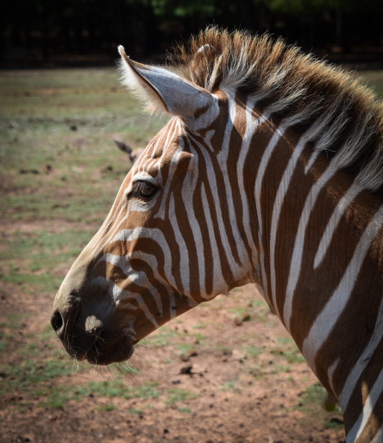 Wildlife Up Close: Cherokee Trace Drive-Thru Safari in Jacksonville, Texas