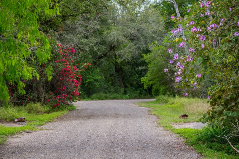 Wildlife and Wetlands Await at Estero Llano Grande State Park in Weslaco, Texas