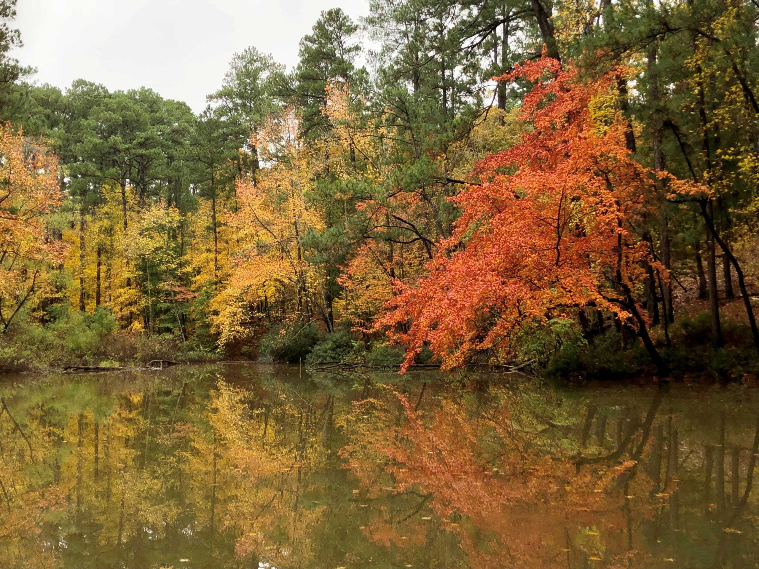 pond swamp maple fall