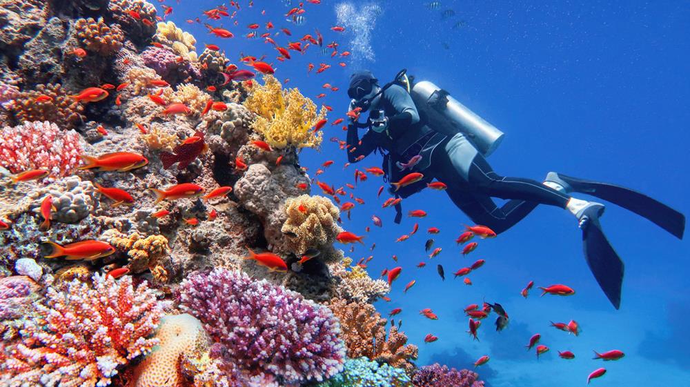 Best Time of Year for Diving