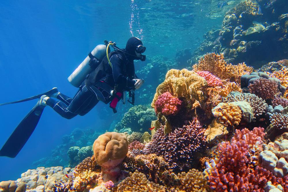 Gulf Coast Diving in South Texas Waters