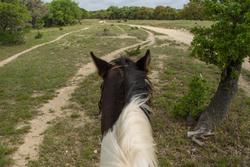 Rider's point of view at the horse, riding near Blanco, Texas Hill Country