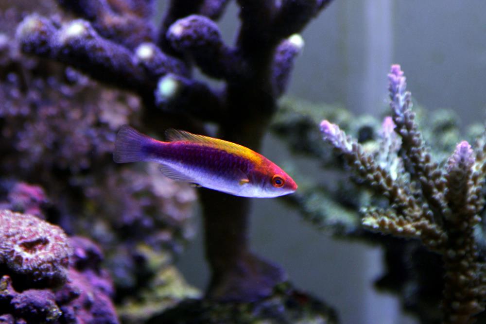 Marine Life You Can Expect to See