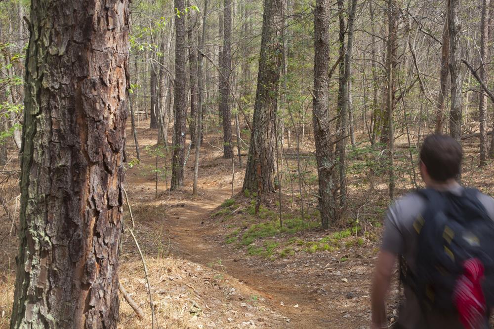 A hiker walking in the piney woods