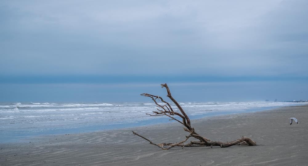 Best Texas Beaches for Winter Walks and Shelling