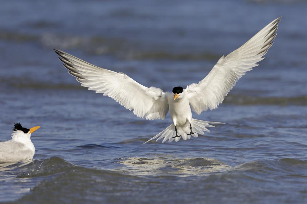 Birding Culture Along the Coast