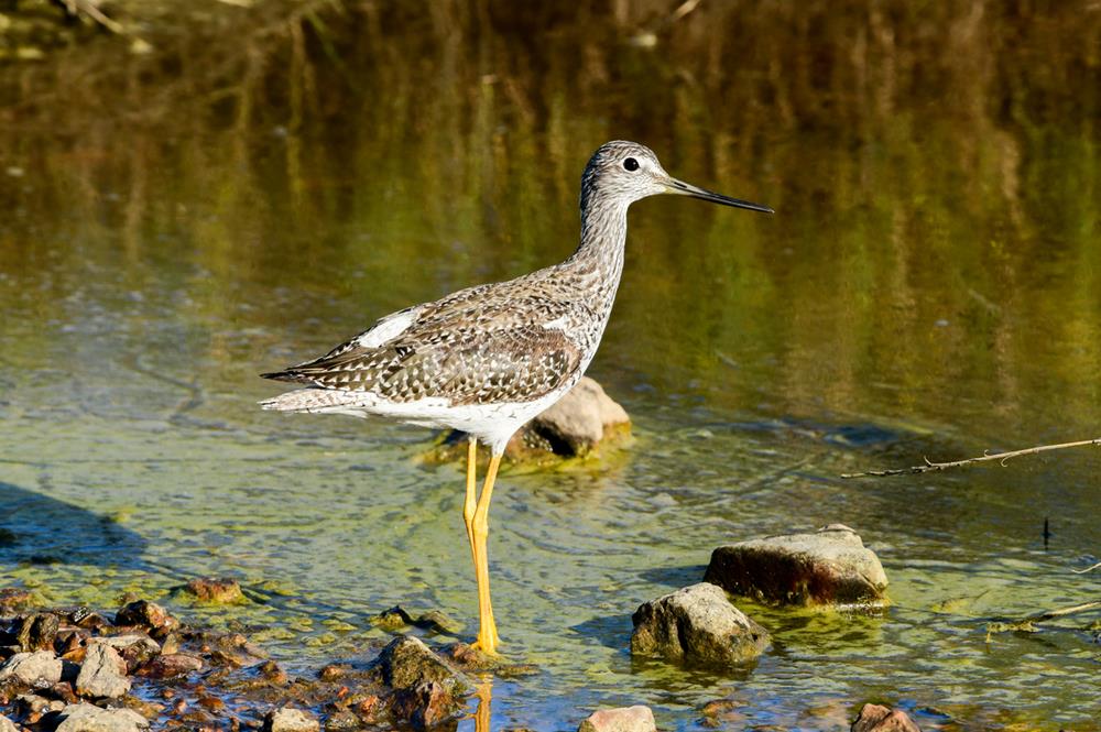 Brazoria National Wildlife Refuge