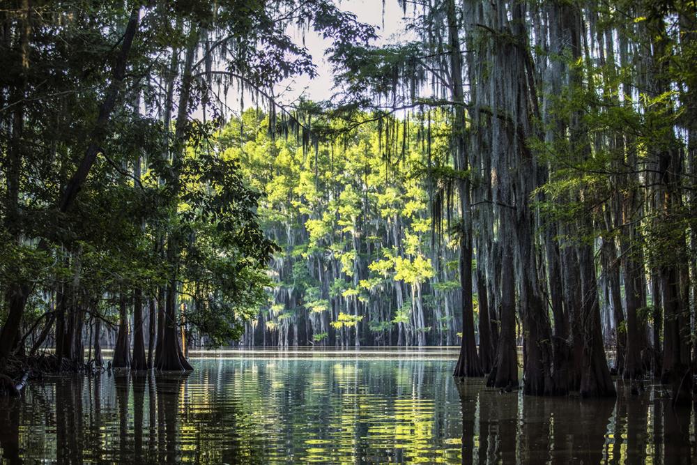 Caddo Lake
