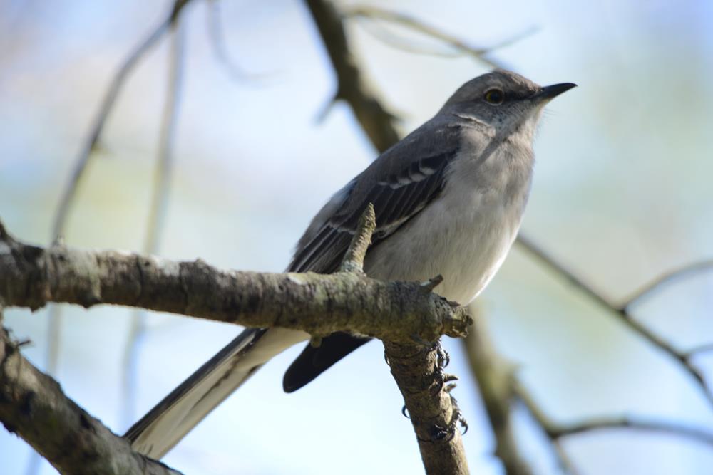 Cold Weather, Hot Birds: Winter Birdwatching Along the Texas Gulf Coast