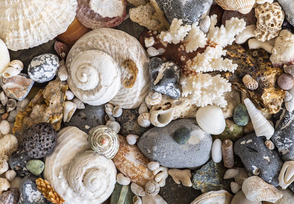 Common Shells Found on Texas Beaches in Winter
