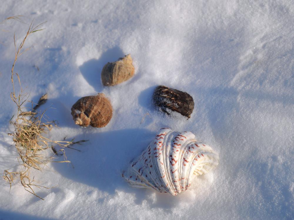 Ethical Shell Collecting on the Texas Coast