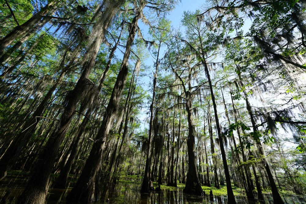 Trees at Caddo Lake