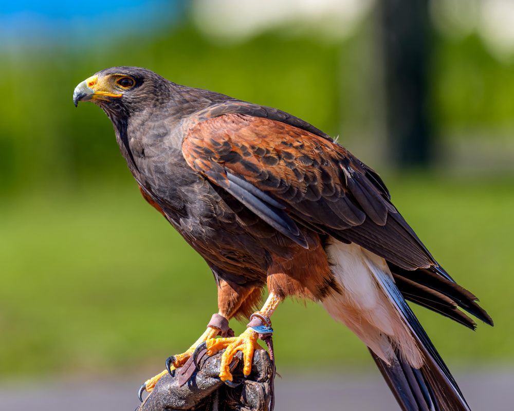 A majestic Harris's Hawk perched on wood