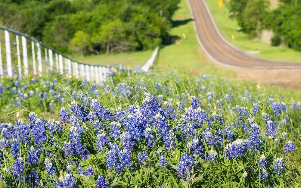 Scenic Drives and Local Bluebonnet Routes