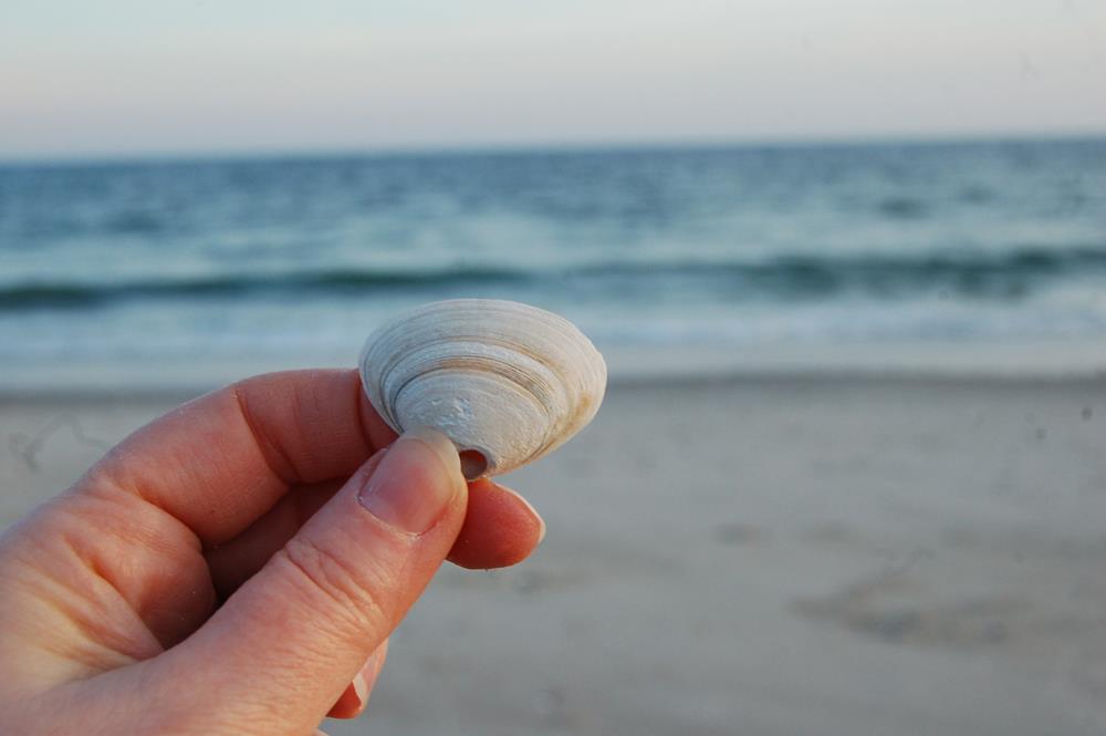 Winter beach scene, with a hand holding a shell