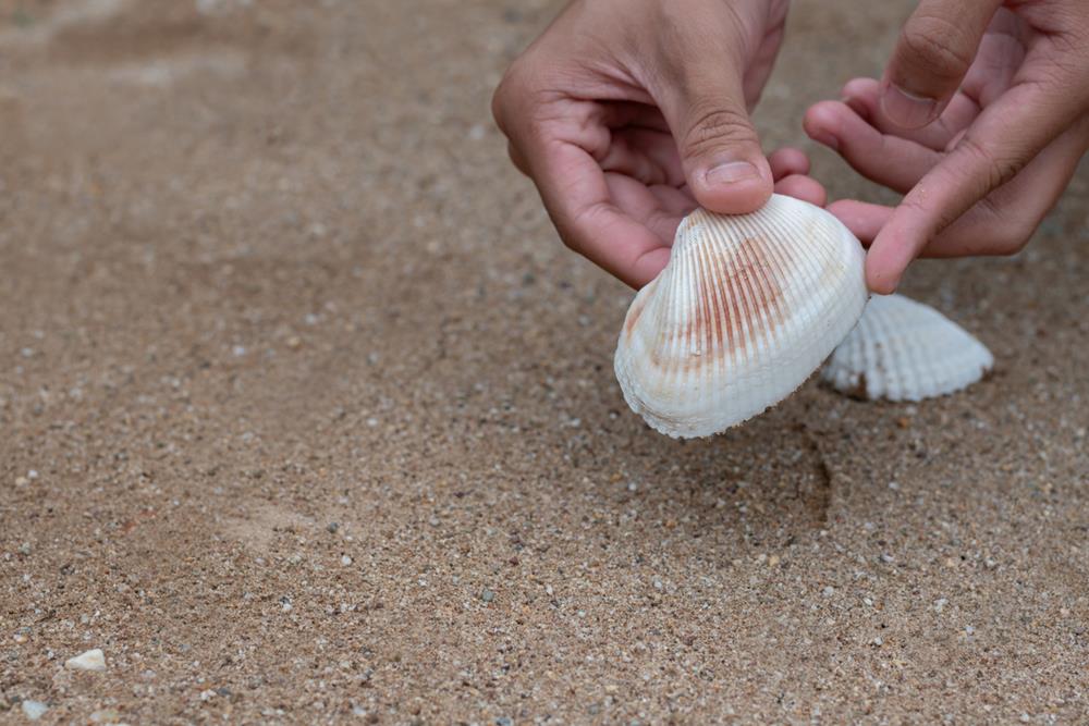 Hand picking up a white seashell from the sandy beach