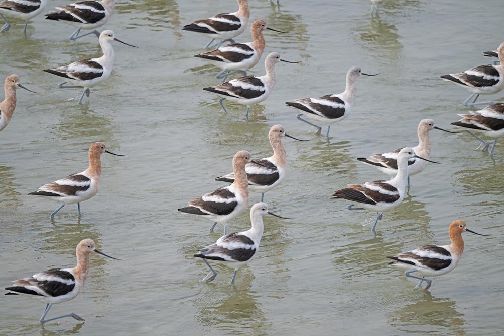Shorebirds and Waders
