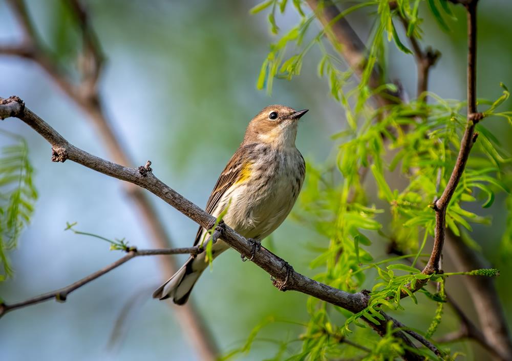 Songbirds and Woodland Species