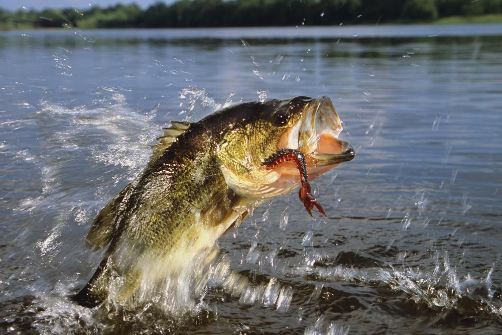 Lakemouth bass