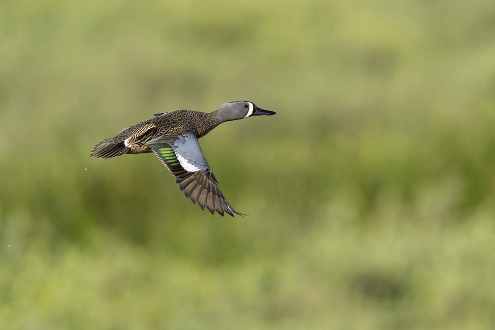 Waterfowl