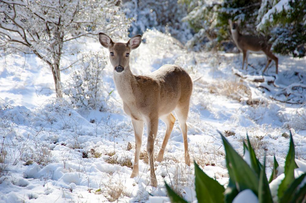 Wildlife Encounters on Winter Trails