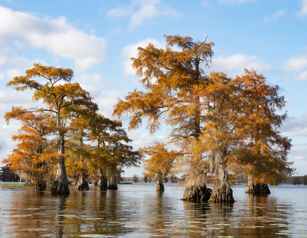 Group of sunlit bald cypress trees with autumn foliage