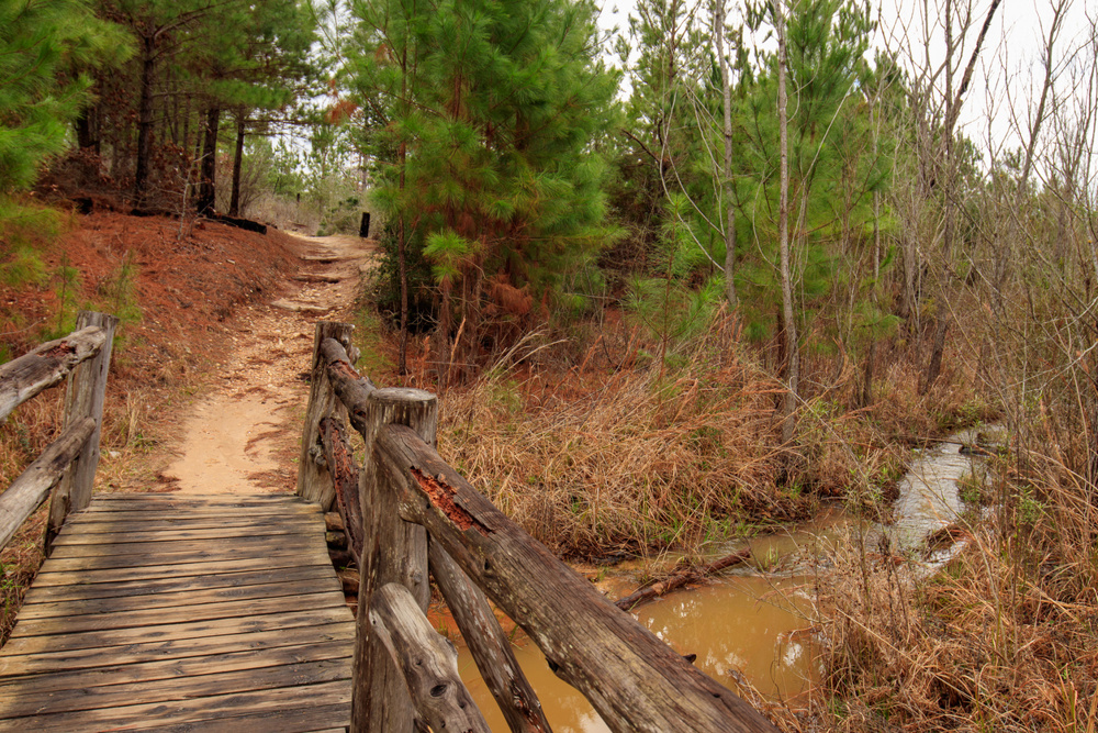 A wooden cedar bridge crossing over a serene creek at Bastrop State Park