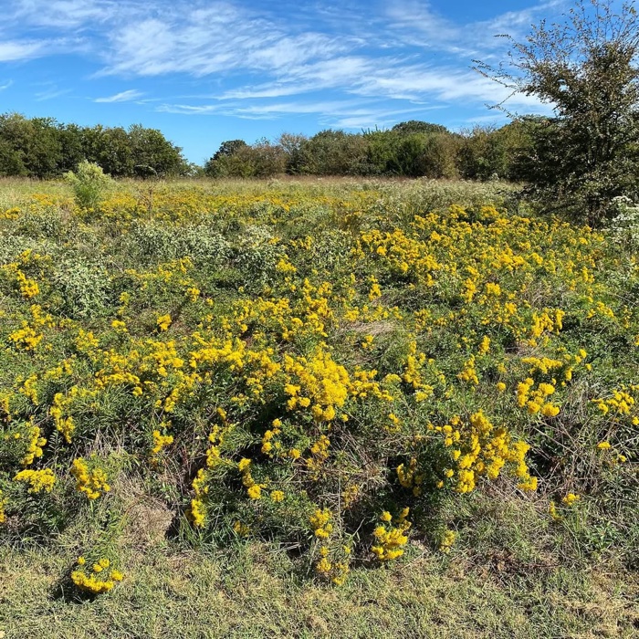 Lake Tawakoni - Wills Point