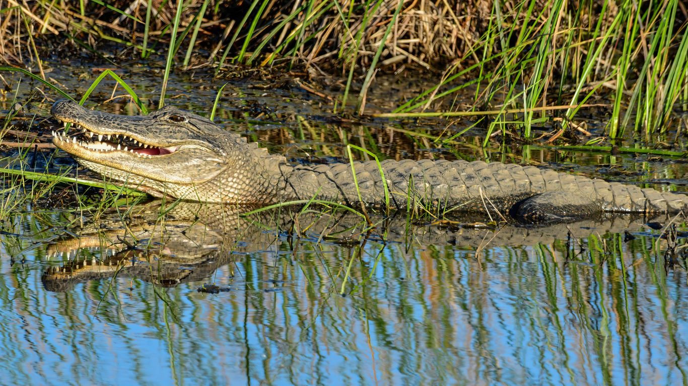 Alligator by the water's edge