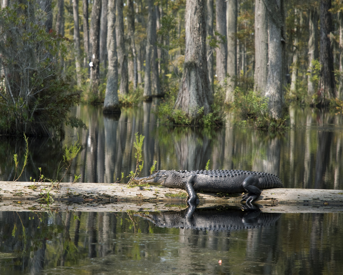 Alligator resting