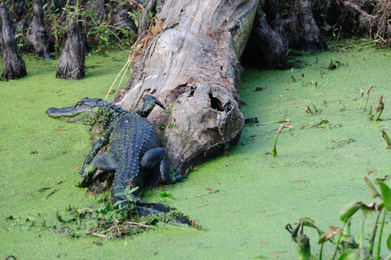 Alligator