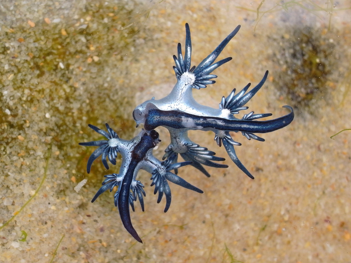 Blue Dragon, Glaucus Atlanticus, Blue Sea Slug