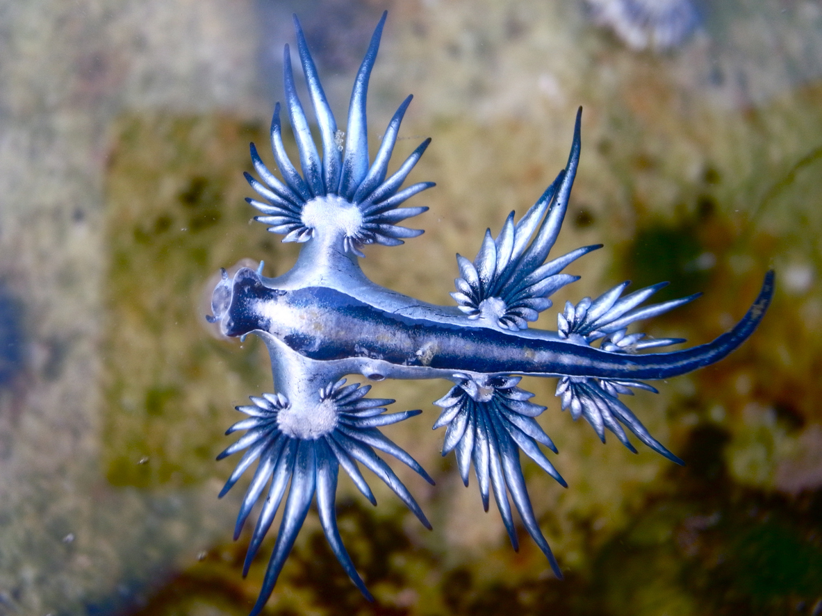 Blue Dragon, Glaucus Atlanticus, Blue Sea Slug