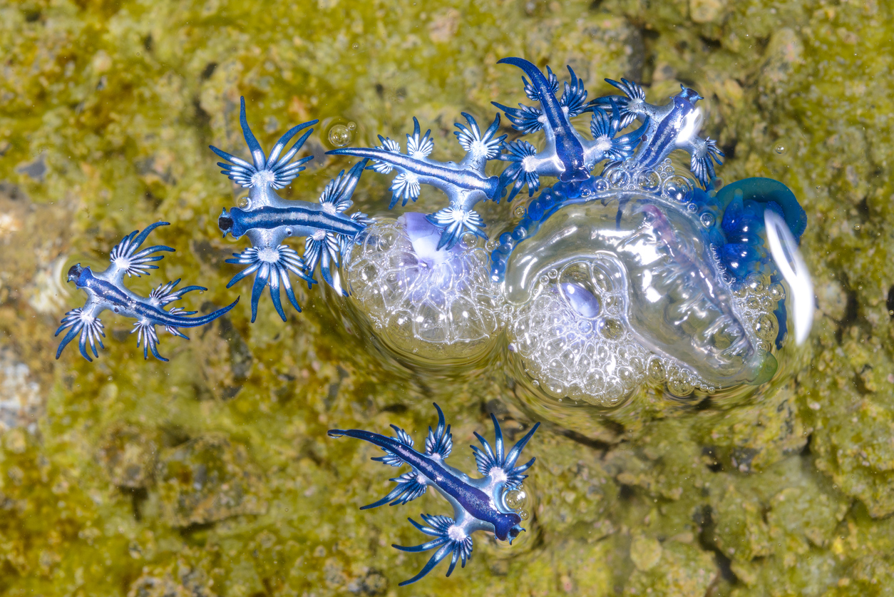 blue dragon