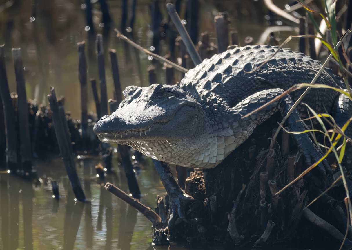 Close Up of an American Alligator Perched Near a Swamp Pond
