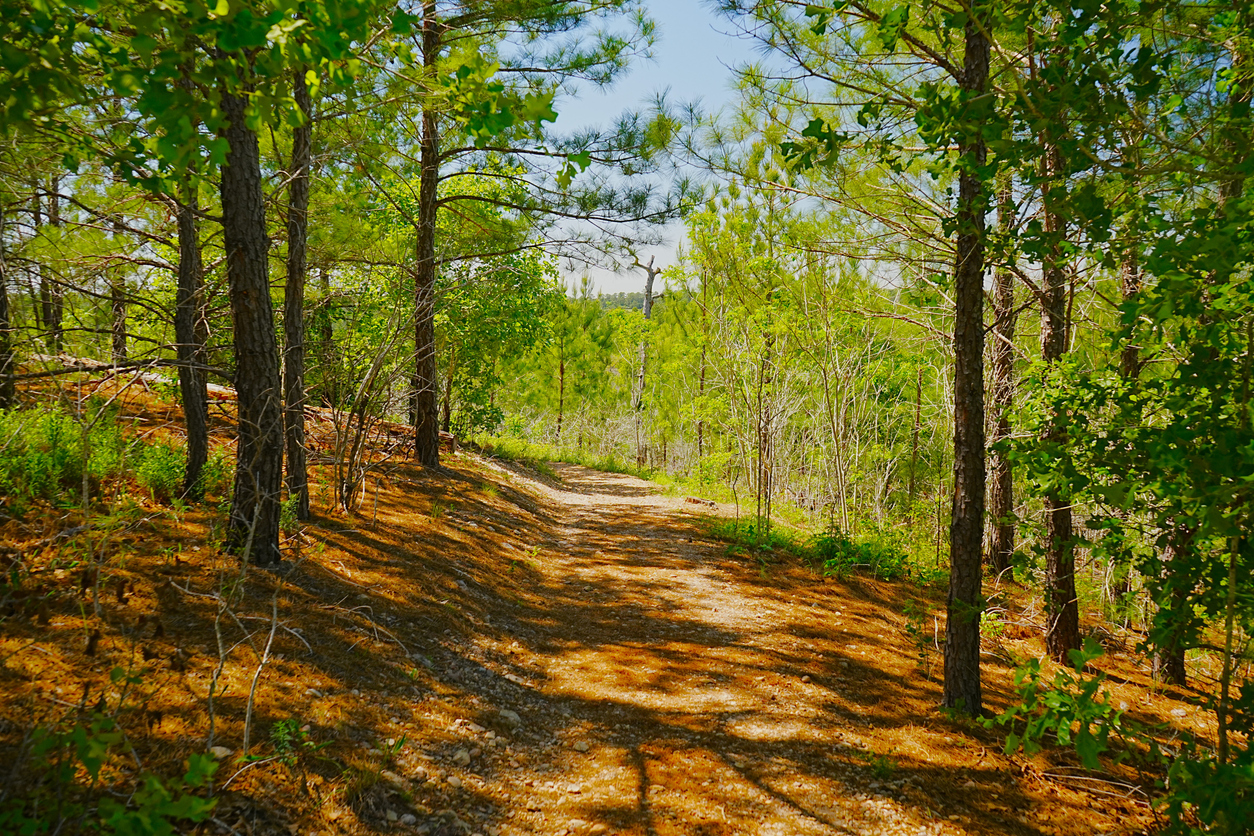 Hiking Trails Bastrop State Park Texas marks the Western Most extgent of Loblolly Pines in Americ