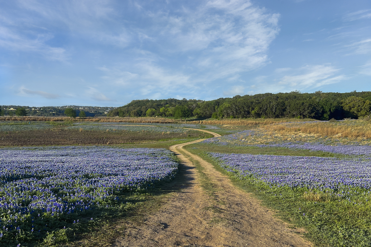 Journey Through a Field of Bluebonnets