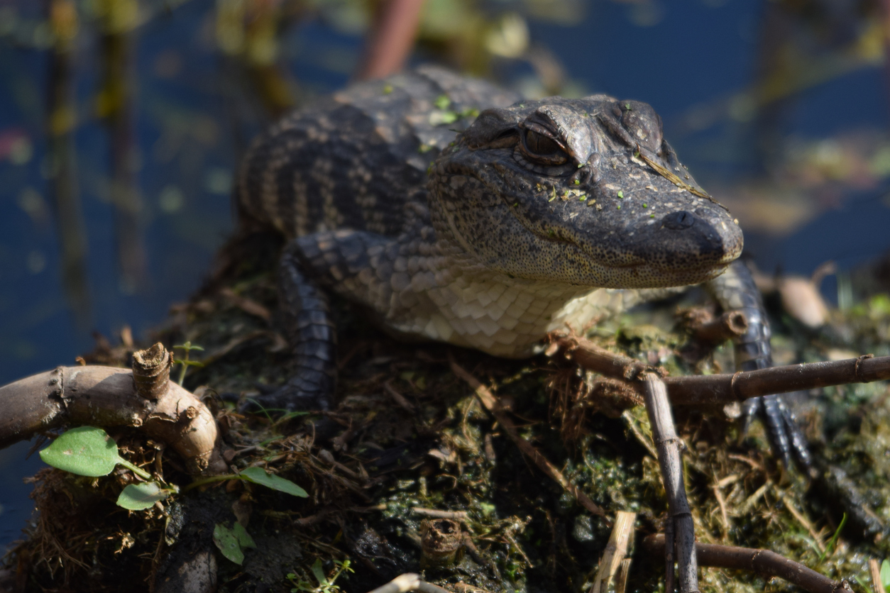 Juvenile American Alligator