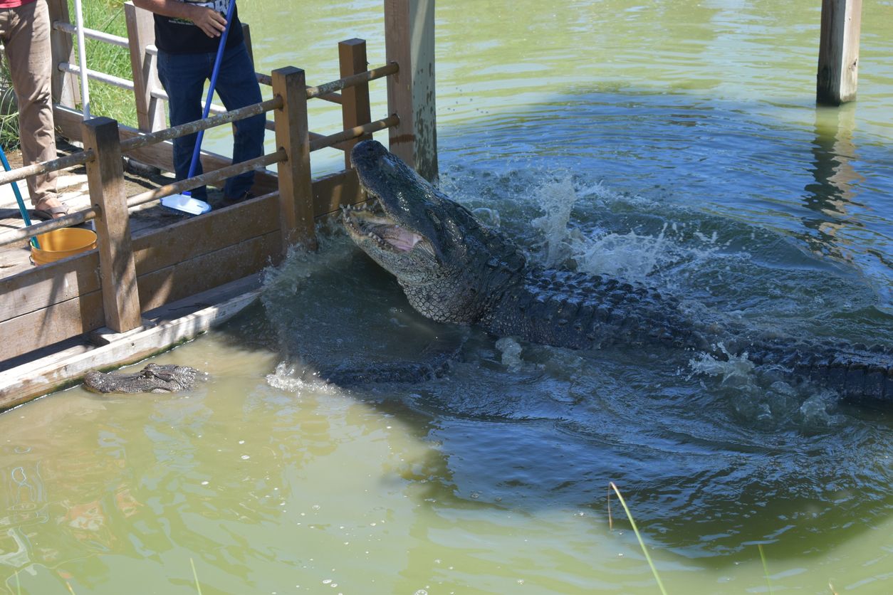 Living Near Alligators