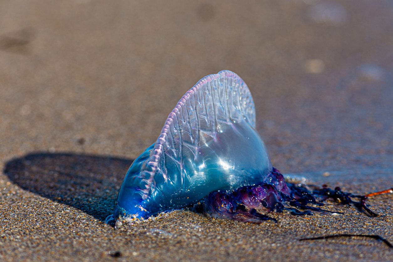 Portuguese man o' war