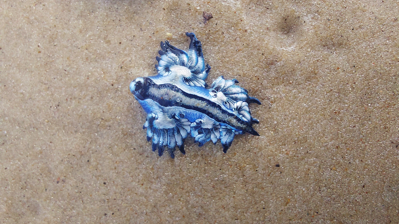 Why Blue Dragons Show Up on Certain Texas Beaches