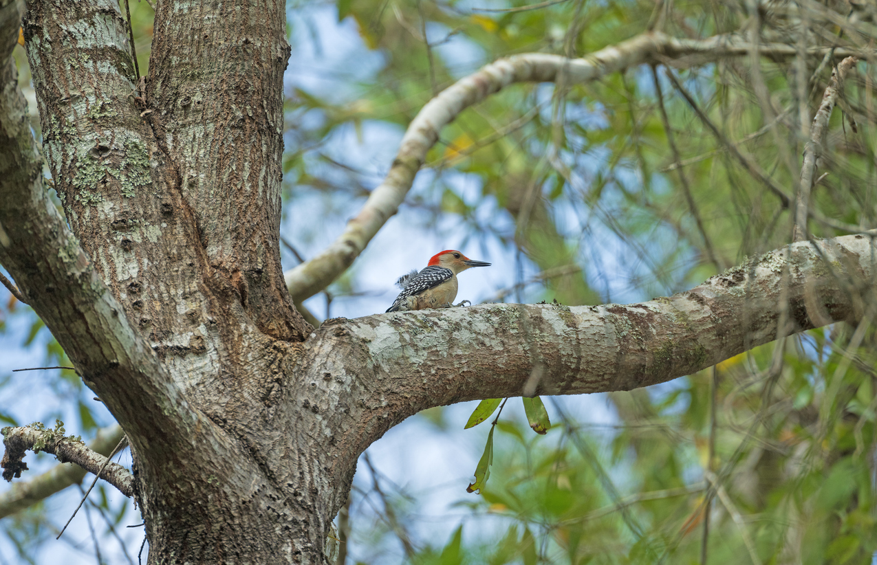 A Red Bellied Woodpecker