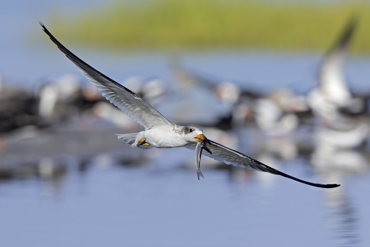 A juvenile American black skimmer (Rynchops niger) in flight with a huge fish