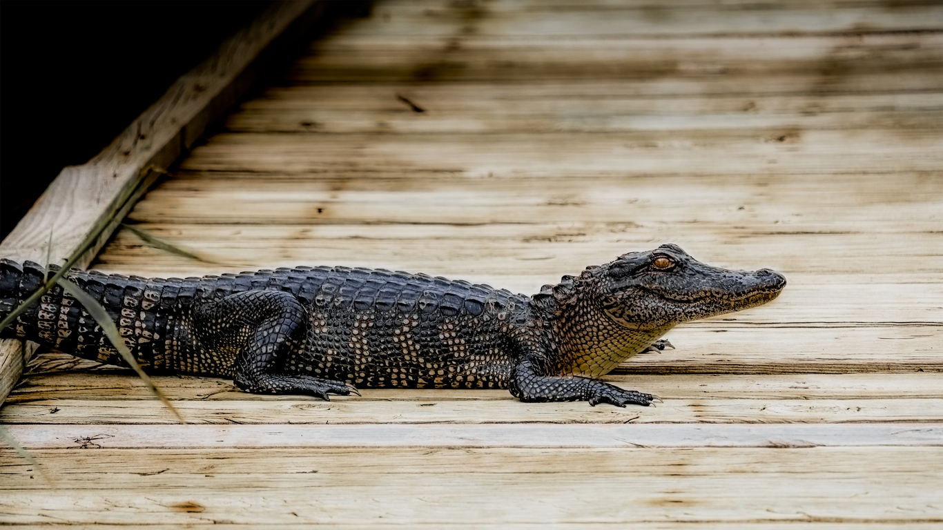 Alligator