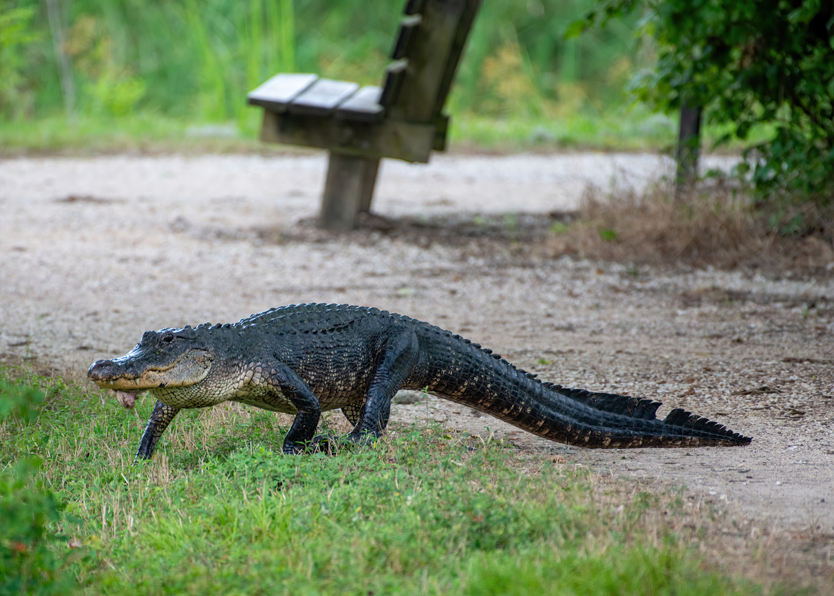 An American Alligator