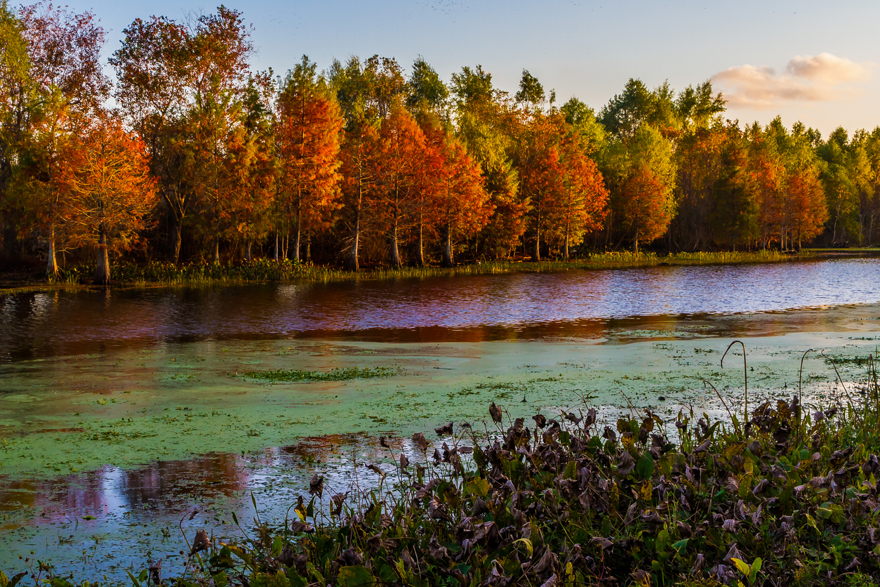 Autumn Color on Cypress Trees in Texas