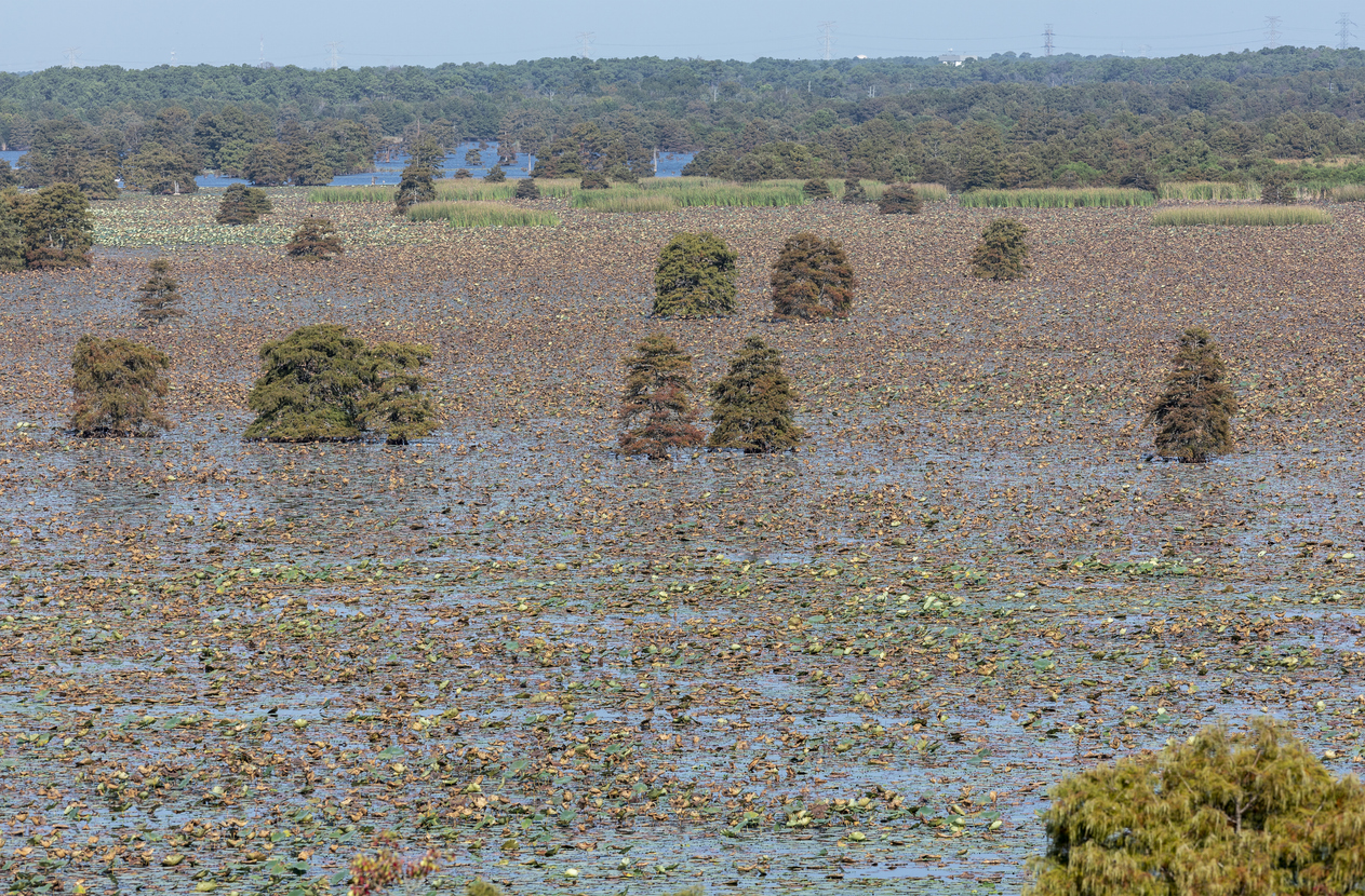 Bald Cypress Trees and Autumn Lotus Leaves Covering Sheldon Lake Waters