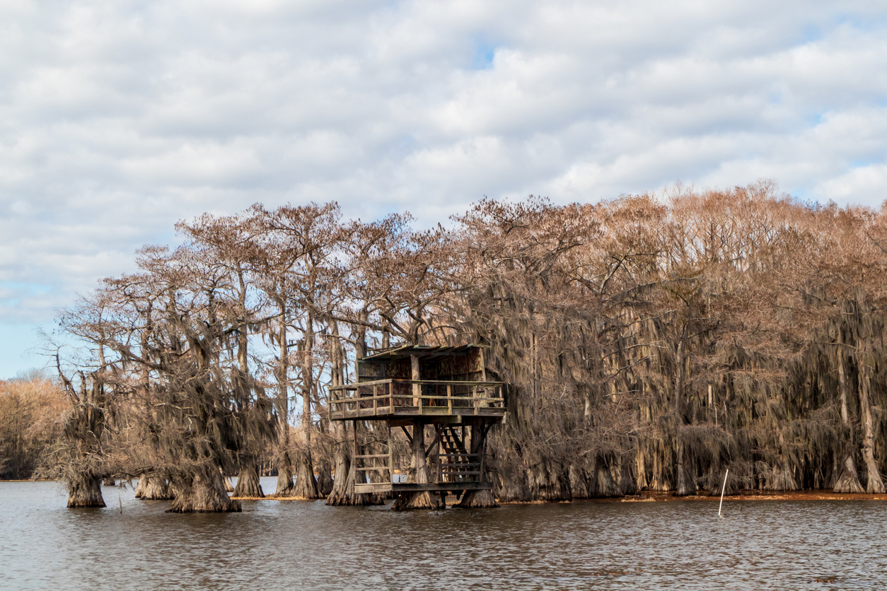 Beautiful cypress trees on Caddo Lake